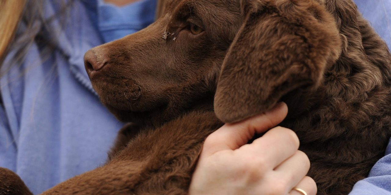 Retiver Puppy Swept Away by a Current Into The Ocean, Police Finds Him 2 Hours Later