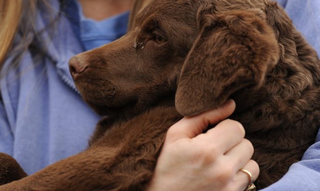 Retiver Puppy Swept Away by a Current Into The Ocean, Police Finds Him 2 Hours Later