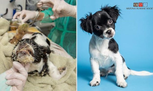Stray Puppy Found Covered in Cactus Spines Gets Pesky Prickles Removed and Is Ready for a Home