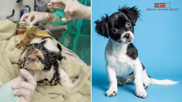 Stray Puppy Found Covered in Cactus Spines Gets Pesky Prickles Removed and Is Ready for a Home