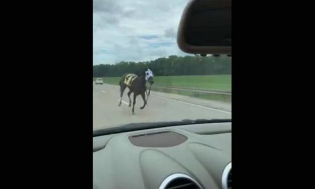 Racehorse Bucks Jockey, Escapes and Takes a Run On Major Highway