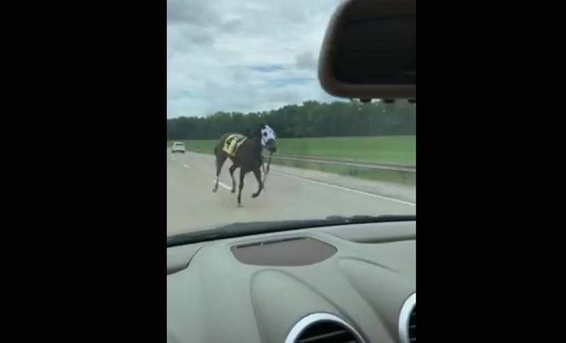 Racehorse Bucks Jockey, Escapes and Takes a Run On Major Highway