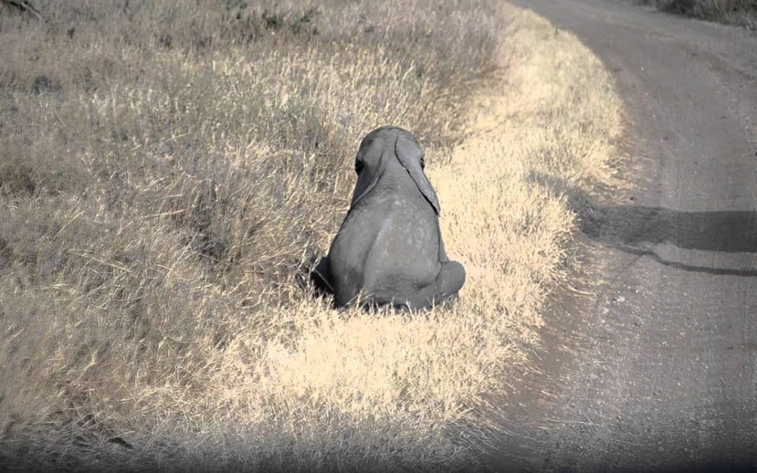 Baby Elephant Acts as Any Toddler – It’s Done With Walking And Makes Sure Momma Elephant Knows It!