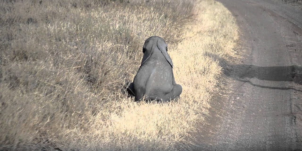 Baby Elephant Acts as Any Toddler – It’s Done With Walking And Makes Sure Momma Elephant Knows It!