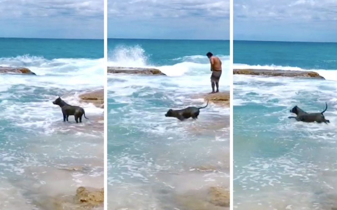 Dog panics when he can’t see Dad, fearlessly leaps into ocean to find him