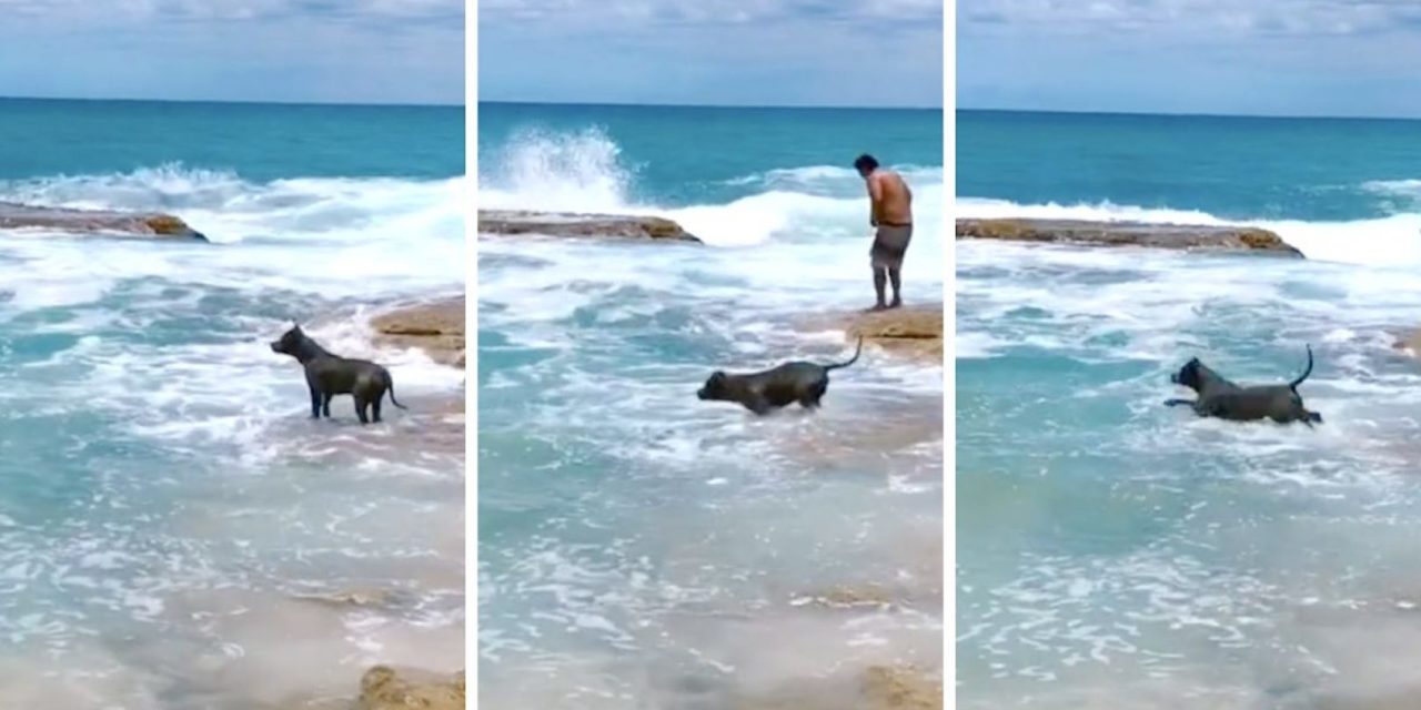 Dog panics when he can’t see Dad, fearlessly leaps into ocean to find him