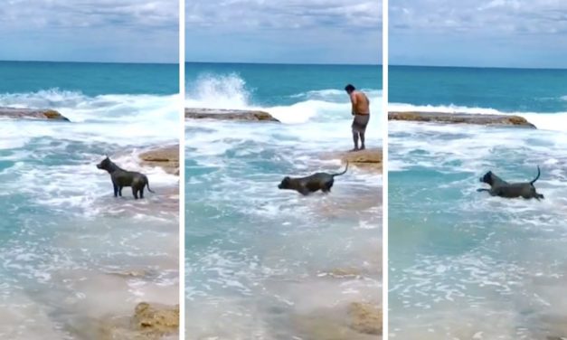 Dog panics when he can’t see Dad, fearlessly leaps into ocean to find him