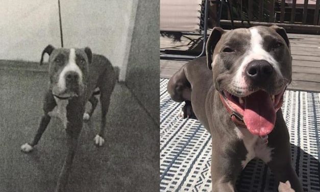 Before-And-After Photos Show The Transformations of Dogs Who Were Adopted