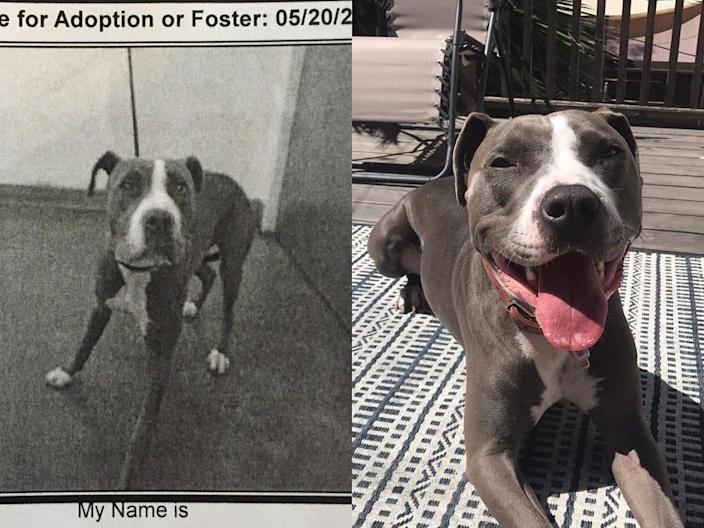 Before-And-After Photos Show The Transformations of Dogs Who Were Adopted