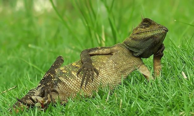 Photographer Accidentally Captured A Photo Of This Extremely Chill Lizard Basking In The Sun