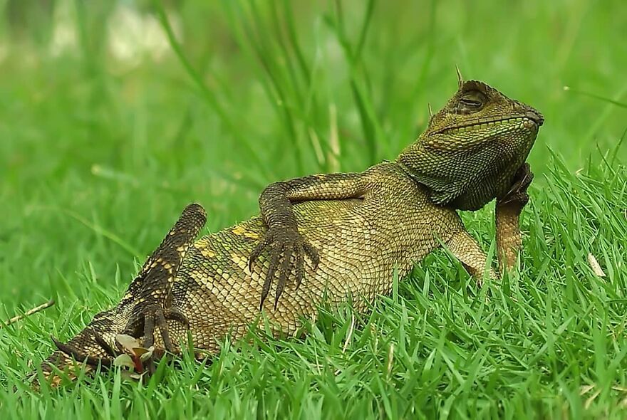 Photographer Accidentally Captured A Photo Of This Extremely Chill Lizard Basking In The Sun