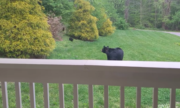 Mother Bear Brings Her Newborn Babies To Meet Her Human Friend