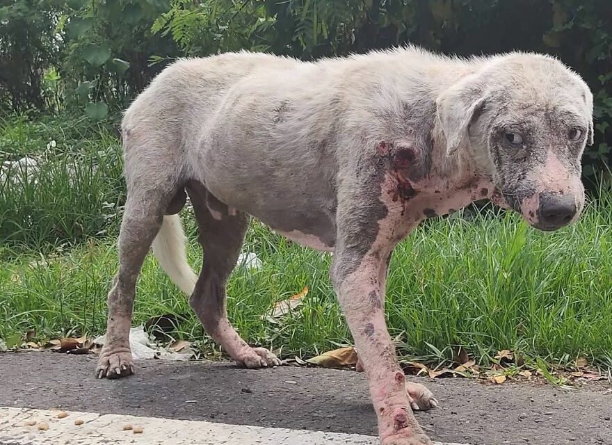 Hairless Dog Found By Gas Station Becomes A Fluffy, Lovable Giant