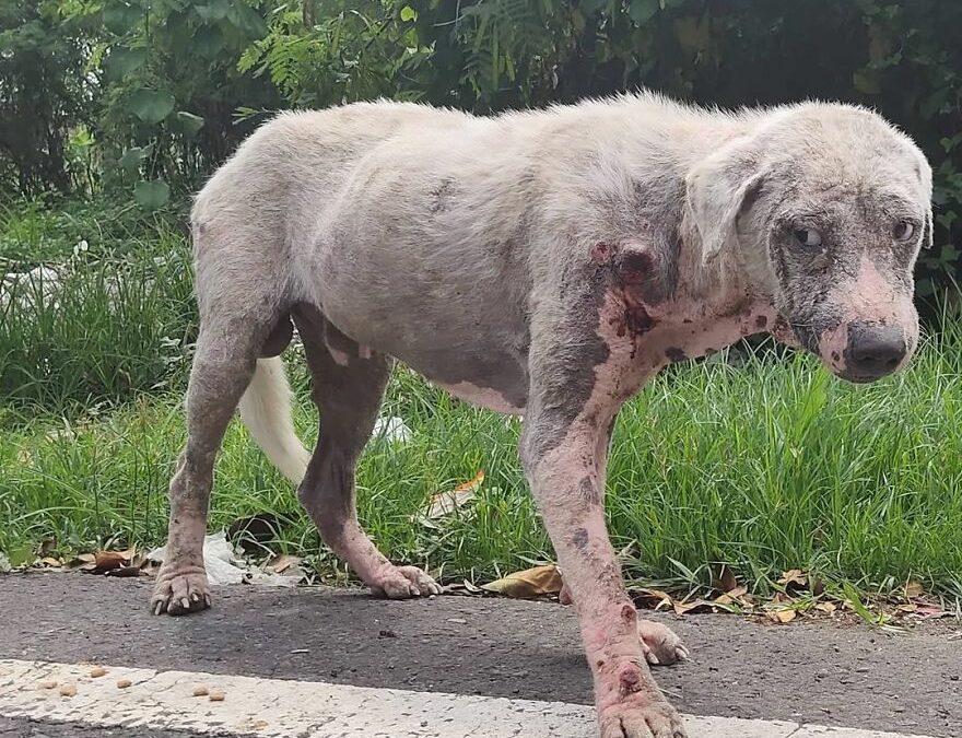 Hairless Dog Found By Gas Station Becomes A Fluffy, Lovable Giant