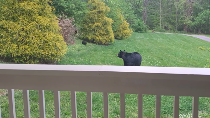 Mother Bear Brings Her Newborn Babies To Meet Her Human Friend