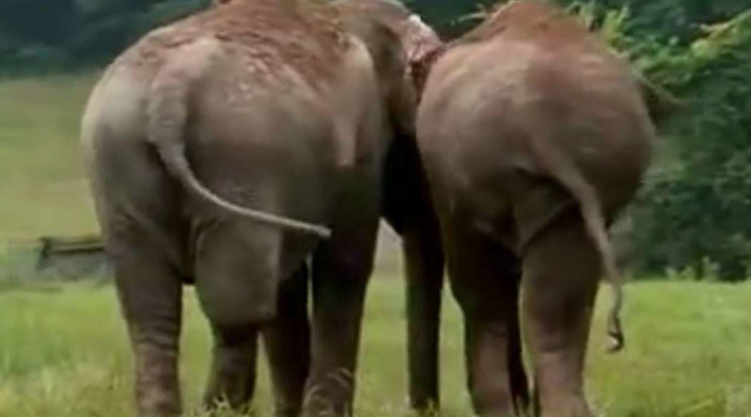 Watch: Two Former Circus Elephants Reunite After Being Apart For More Than 20 Years