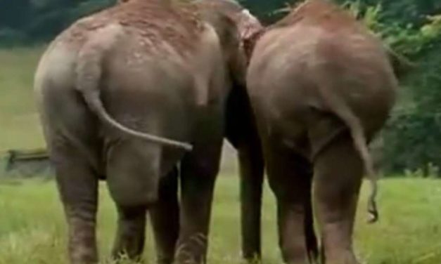 Watch: Two Former Circus Elephants Reunite After Being Apart For More Than 20 Years