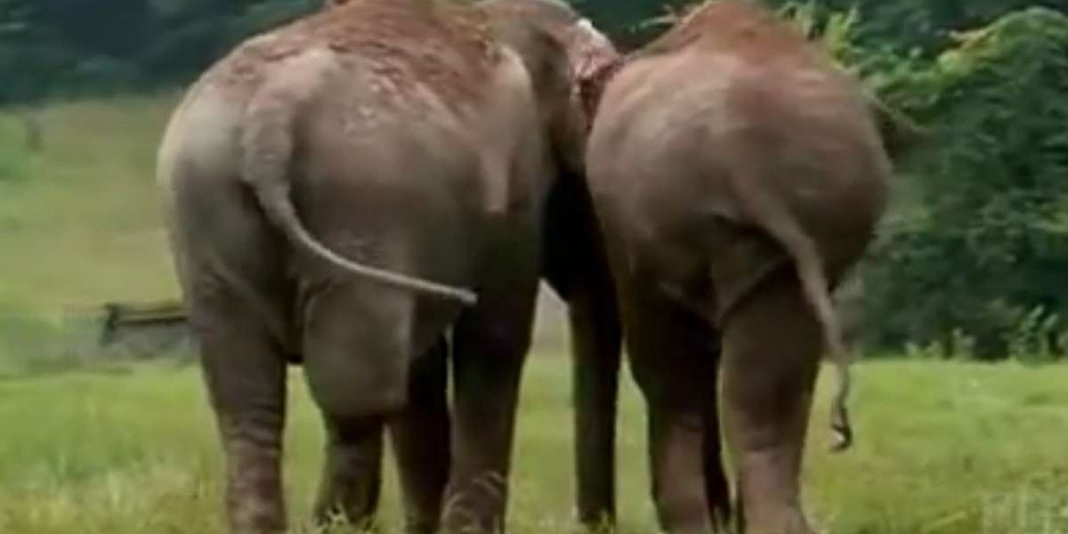 Watch: Two Former Circus Elephants Reunite After Being Apart For More Than 20 Years