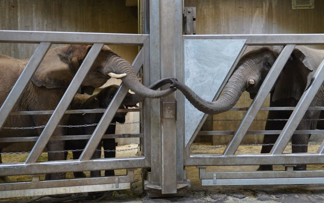 Hearthwarming Moment: An Old Elephant Reunited With Her Daughter and Granddaughter After 12 Years