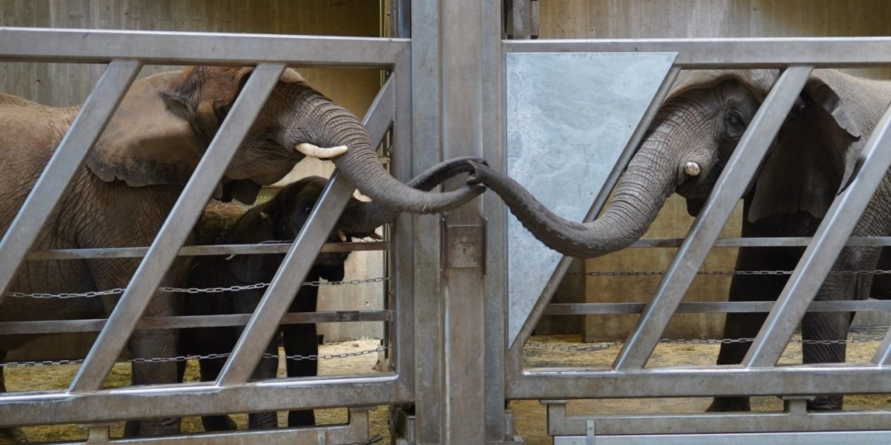 Hearthwarming Moment: An Old Elephant Reunited With Her Daughter and Granddaughter After 12 Years