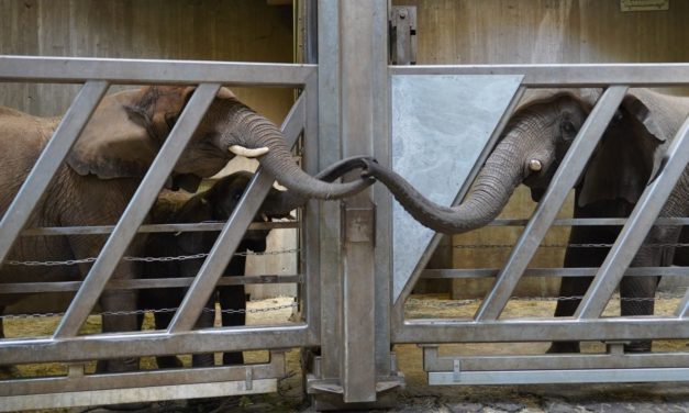 Hearthwarming Moment: An Old Elephant Reunited With Her Daughter and Granddaughter After 12 Years