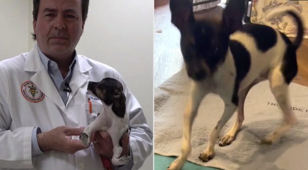 Life-Changing Surgery Helps Puppy With Upside-Down Paws to Run Like the Wind