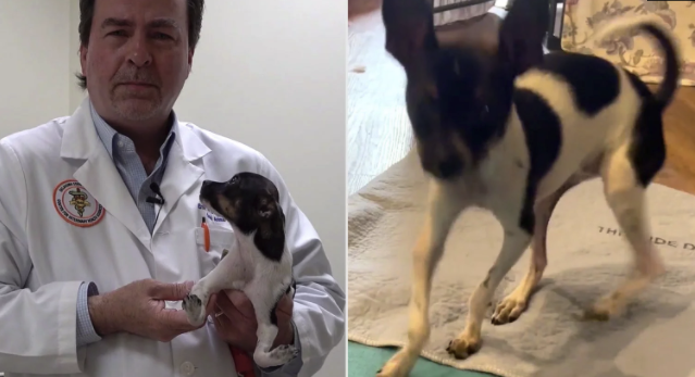 Life-Changing Surgery Helps Puppy With Upside-Down Paws to Run Like the Wind