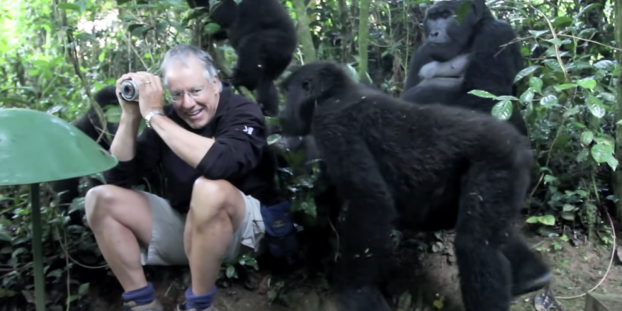 Man Has Once-In-A-Lifetime Experience With a Family Of Wild Mountain Gorillas