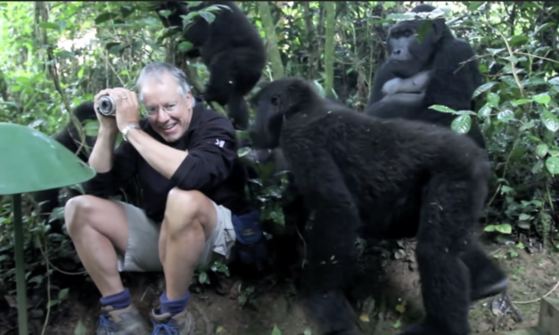 Man Has Once-In-A-Lifetime Experience With a Family Of Wild Mountain Gorillas
