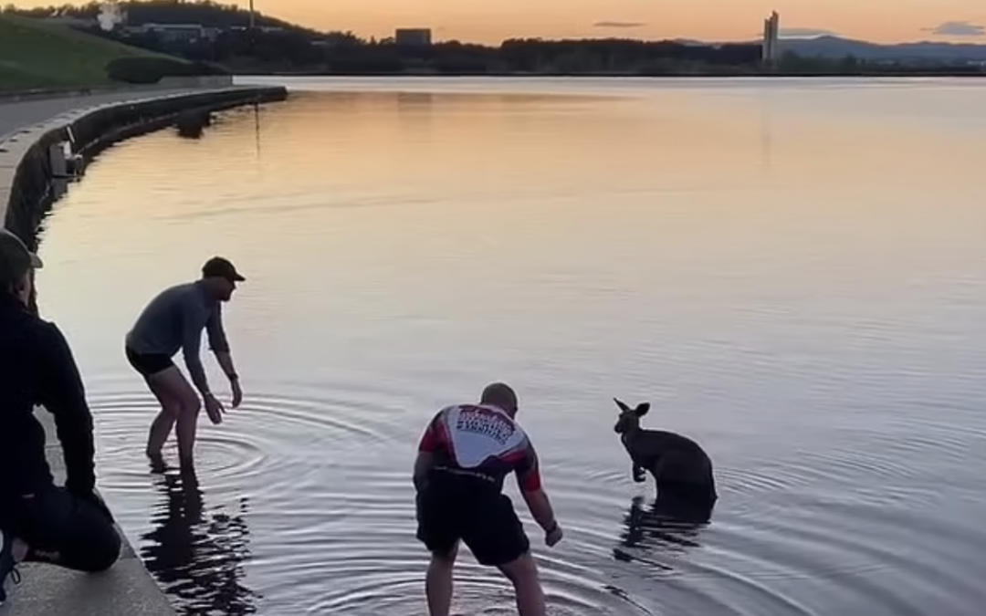 Two Heroes Rescue a Kangaroo From Freezing Lake in Heartwarming Footage