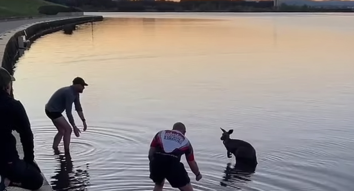 Two Heroes Rescue a Kangaroo From Freezing Lake in Heartwarming Footage