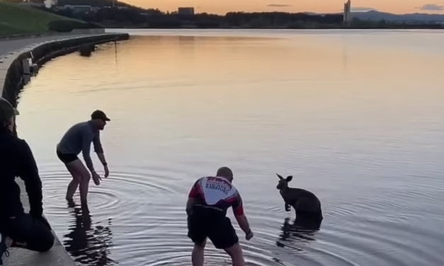 Two Heroes Rescue a Kangaroo From Freezing Lake in Heartwarming Footage
