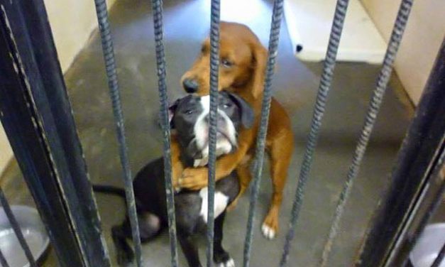 Shelter Dog Saves Best Friend Moments Before Euthanasia