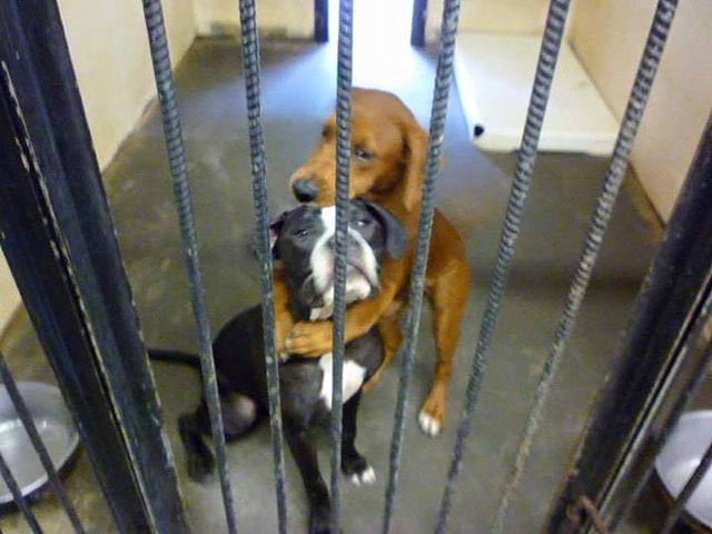 Shelter Dog Saves Best Friend Moments Before Euthanasia