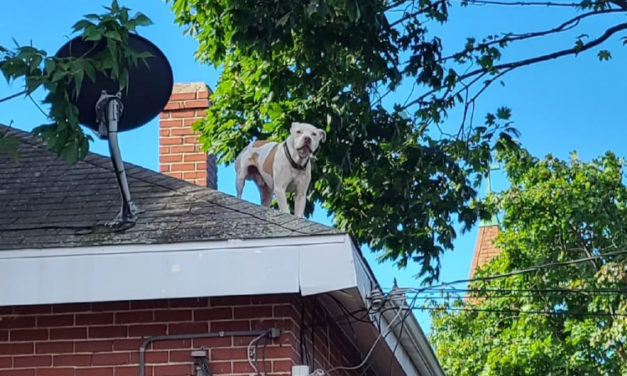 Firefighters Save Dog From House Roof