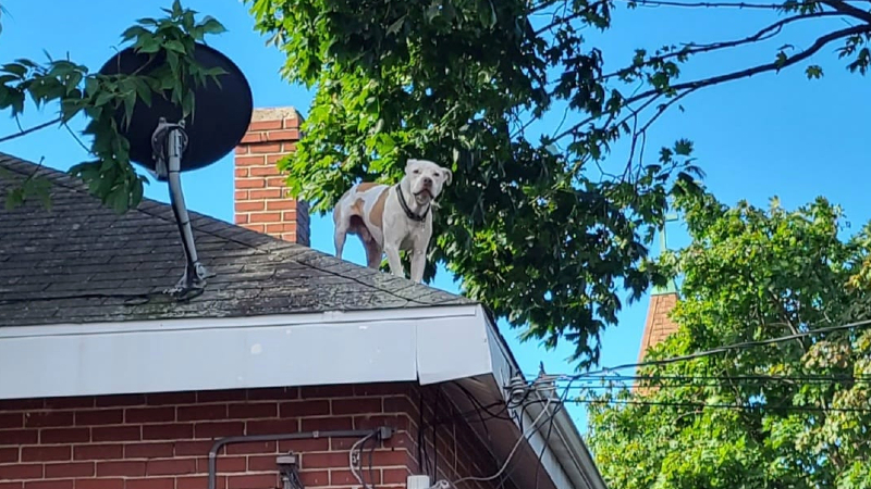 Firefighters Save Dog From House Roof