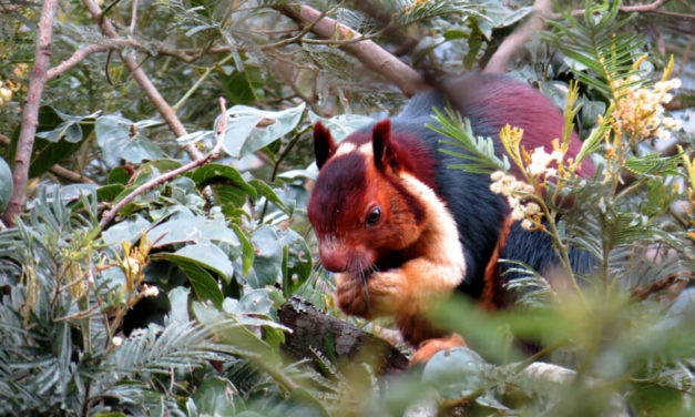 This Colorful Squirrel Is Unlike Anything You’ve Seen