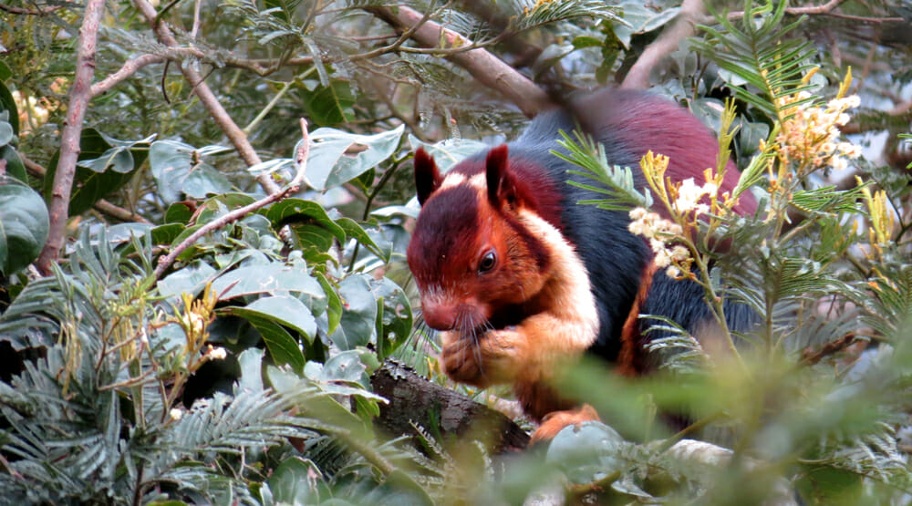 This Colorful Squirrel Is Unlike Anything You’ve Seen