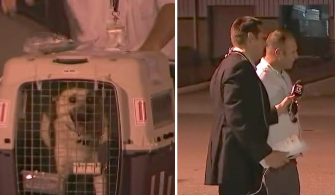 Dog Is Reunited With The Soldier Who Saved Her Overseas On Live TV