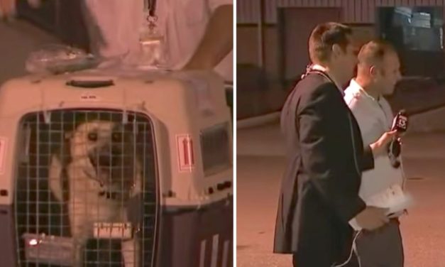 Dog Is Reunited With The Soldier Who Saved Her Overseas On Live TV