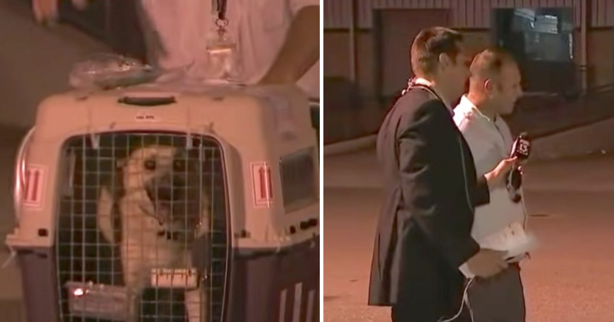 Dog Is Reunited With The Soldier Who Saved Her Overseas On Live TV