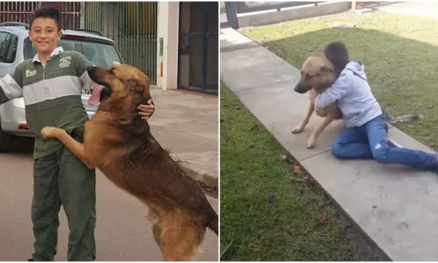 Boy Emotionally Reunites With His Missing Dog After Eight Months