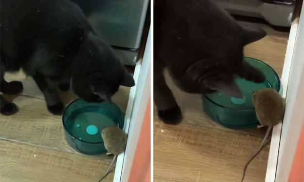 Cat Was Supposed To Catch A Mouse Living In The House, But Made Friends With It Instead