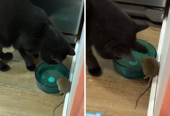 Cat Was Supposed To Catch A Mouse Living In The House, But Made Friends With It Instead