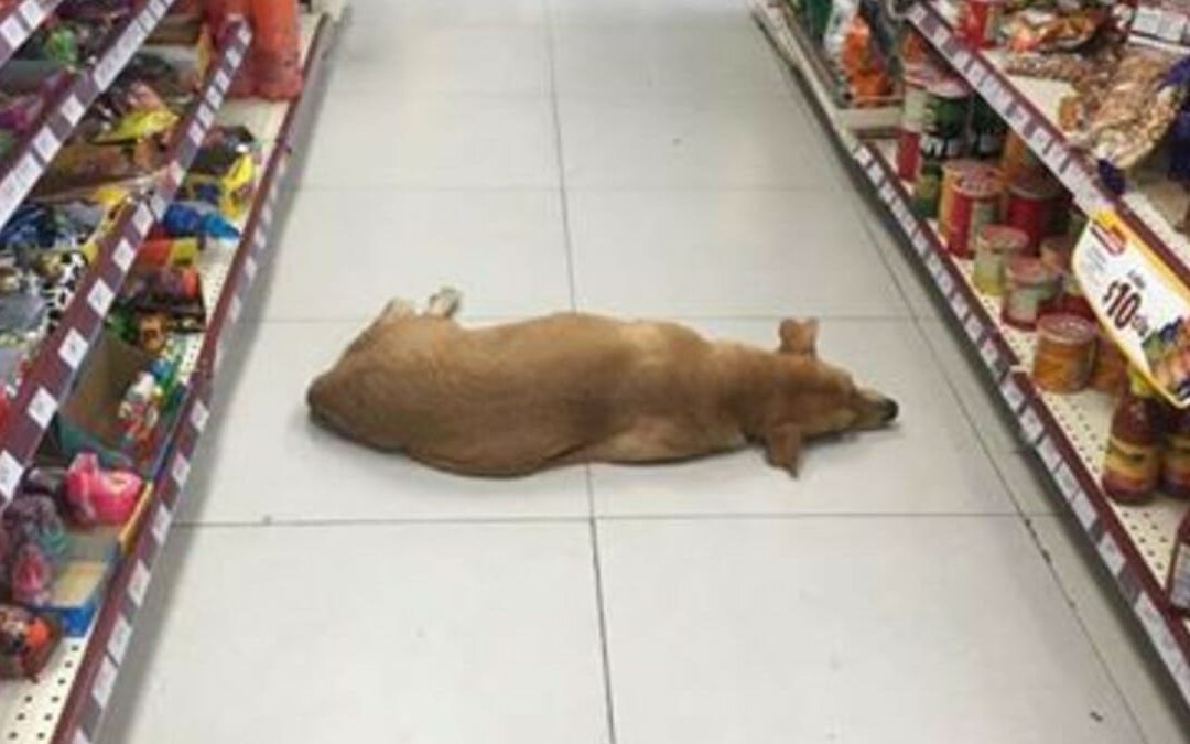Store opens their doors for stray dog to cool off on hot summer day