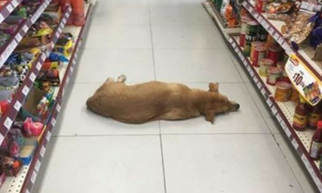 Store opens their doors for stray dog to cool off on hot summer day