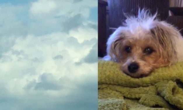 Clouds reveal the face of a dog that passed away shortly before