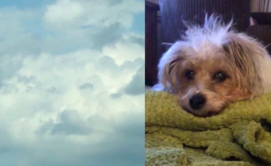 Clouds reveal the face of a dog that passed away shortly before