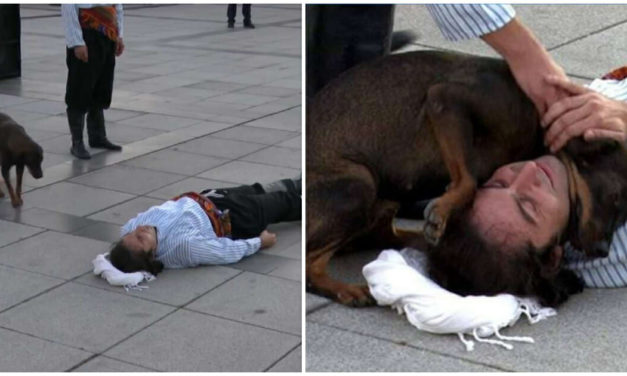 Stray dog jumps into action after seeing an actor pretending to be injured