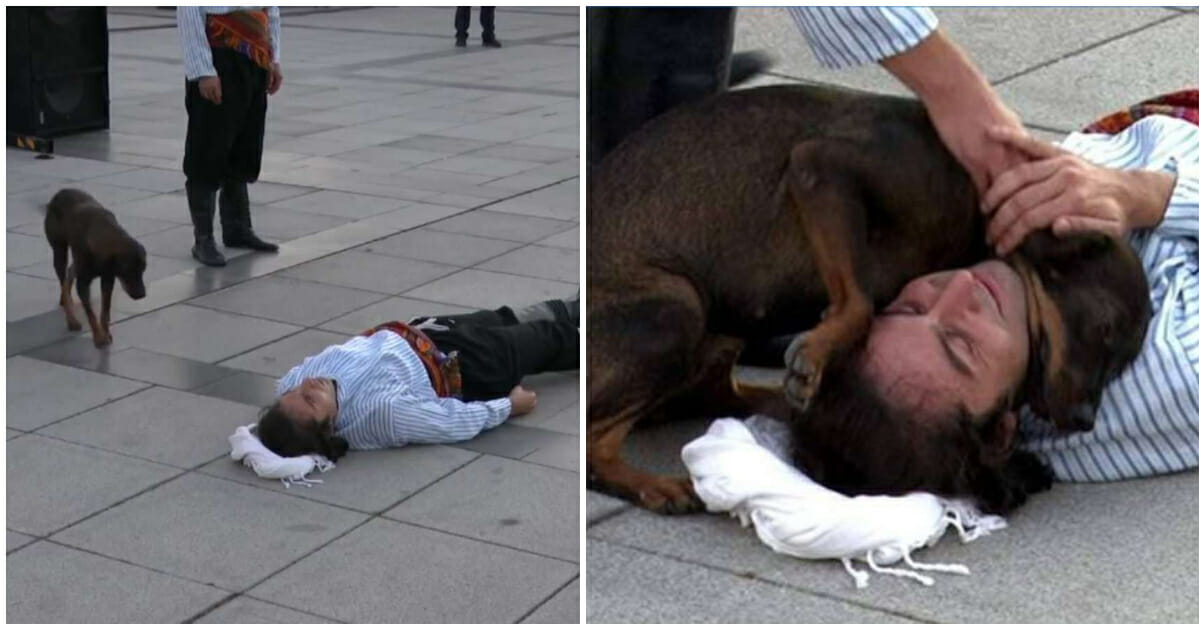 Stray dog jumps into action after seeing an actor pretending to be injured